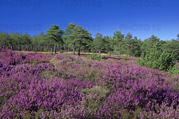 Bruyère en fleur et pinède des hauts plateaux du Vivarais Cévenol, Ardèche