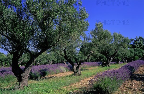 Olive trees and lavender, Var