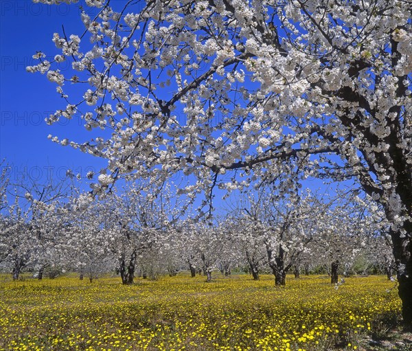 Cherry blossoms, Vaucluse