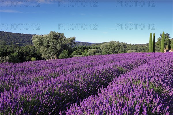 Champ de lavande, Vaucluse