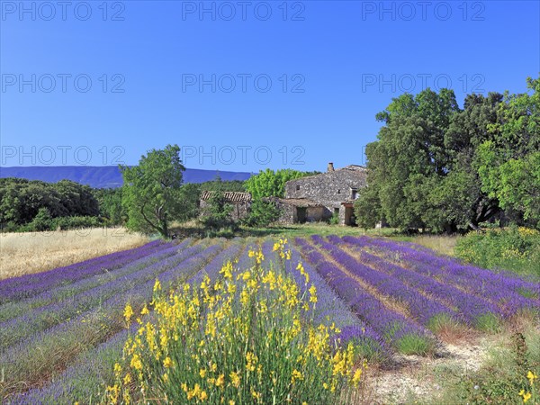 Lavender field, Vaucluse