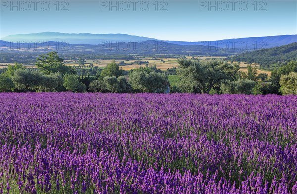 Lavender field, Vaucluse