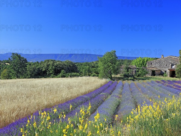 Champ de lavande, Vaucluse