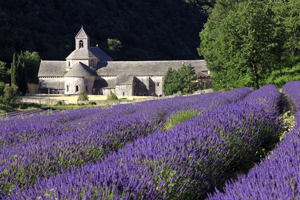 Abbaye de Sénanque, Vaucluse