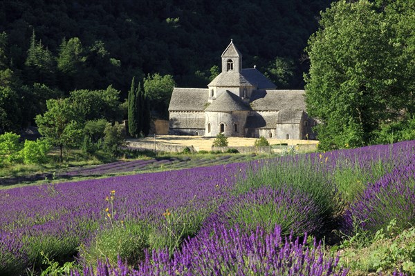 Abbaye de Sénanque, Vaucluse