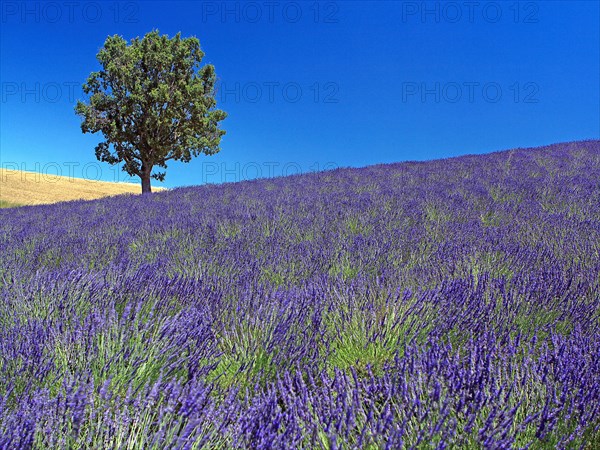 The Plateau de Valensole, Alpes-de-Haute-Provence