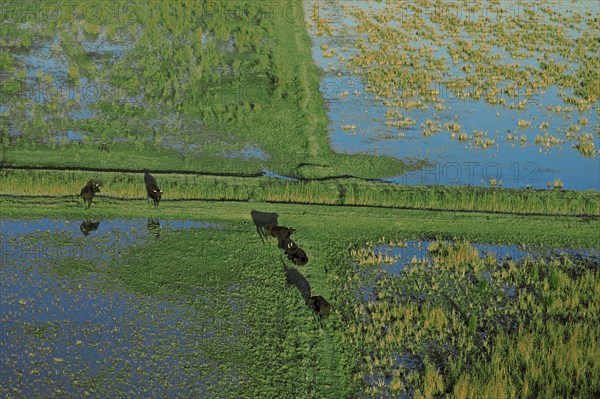 Camargue, Bouches-du-Rhône