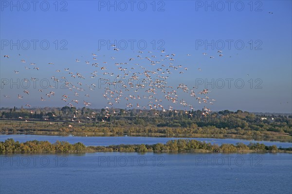 Camargue, Bouches-du-Rhône