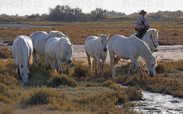 Camargue, Bouches-du-Rhône