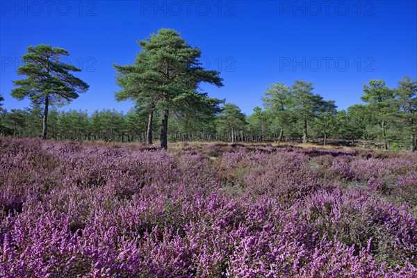 Blossoming heather and pine forest on the high plateaus of the Vivarais Cévenol, Ardèche