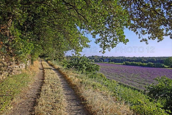 Lavender field, Drôme