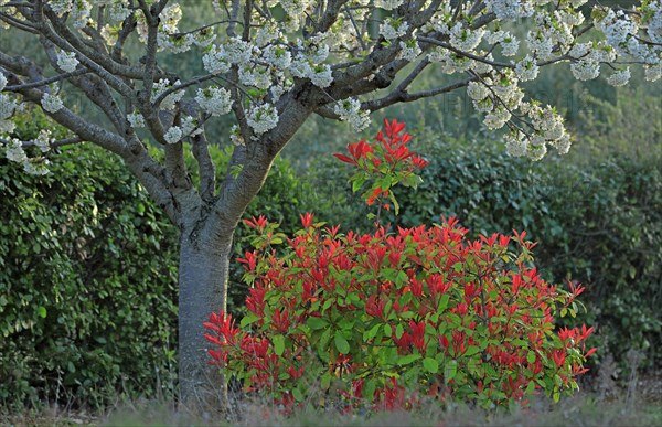 Cerisier en fleurs et arbuste photinia, Vaucluse