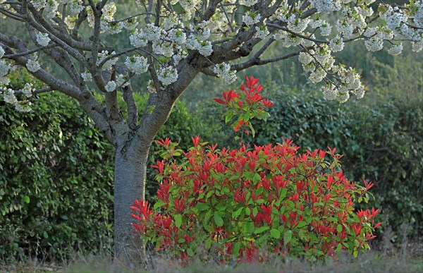 Cherry blossom tree and photinia shrub, Vaucluse