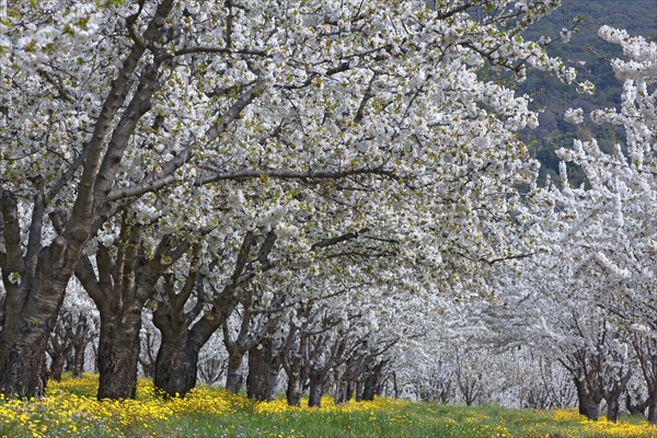 Cerisiers en fleurs, Vaucluse