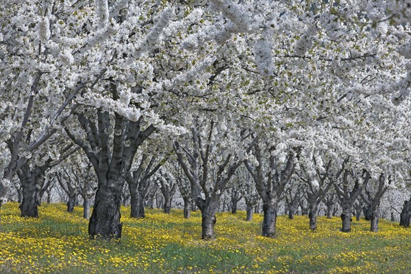 Cerisiers en fleurs, Vaucluse