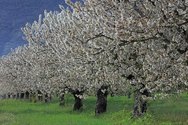 Cherry blossoms, Vaucluse