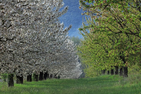 Cerisiers en fleurs, Vaucluse