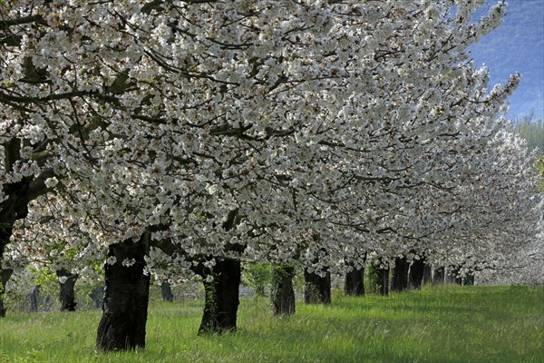 Cerisiers en fleurs, Vaucluse