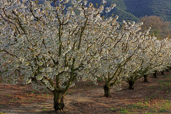 Cerisiers en fleurs, Vaucluse