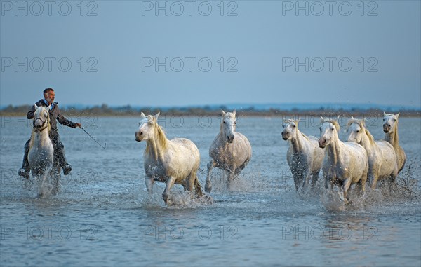 Camargue, Bouches-du-Rhône