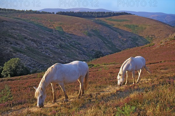 Chevaux dans les Cévennes, Gard