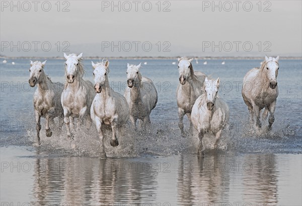 Camargue, Bouches-du-Rhône