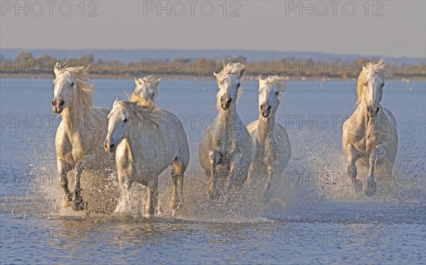 Camargue, Bouches-du-Rhône