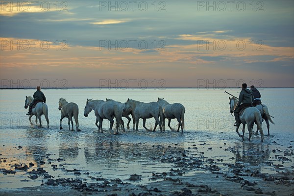 Camargue, Bouches-du-Rhône