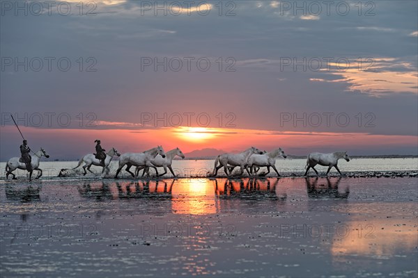 Camargue, Bouches-du-Rhône