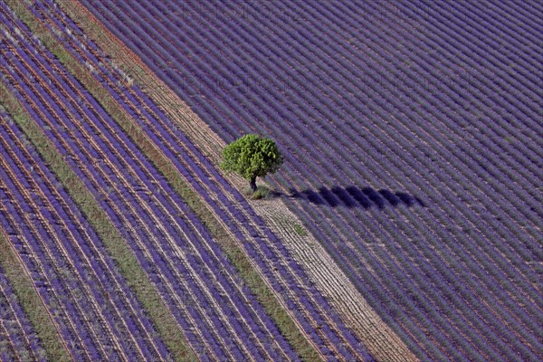 Isolated tree and lavender field, Alpes-de-Haute-Provence