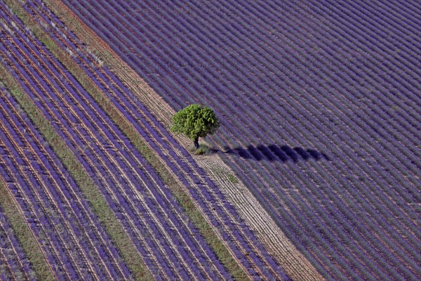 Arbre isolé et champ de lavande, Alpes-de-Haute-Provence