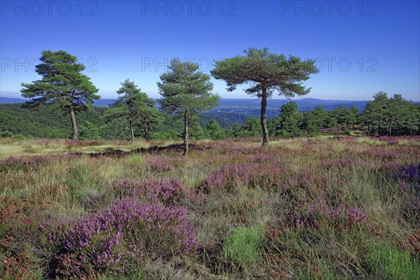 Bruyère en fleur et pinède des hauts plateaux du Vivarais Cévenol, Ardèche