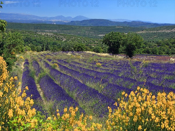 Lavender field, Vaucluse