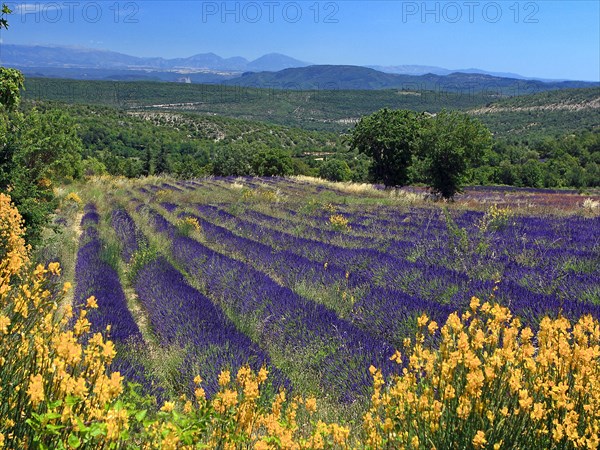 Champ de lavande, Vaucluse