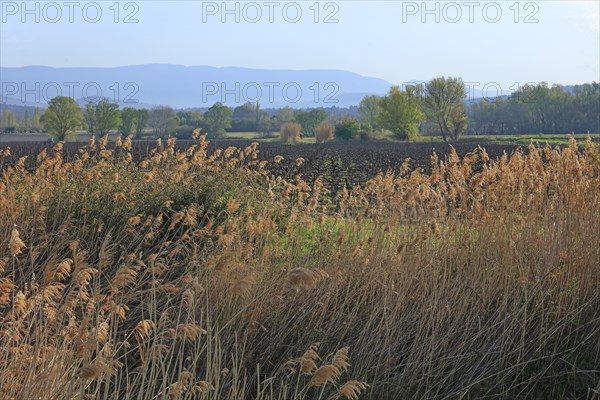 Luberon landscape, Vaucluse