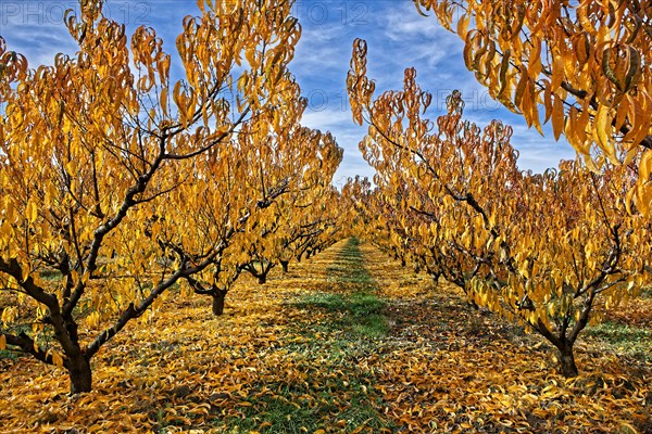 Cherry trees in autumn, Vaucluse