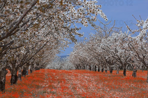 Cerisiers en fleurs, Vaucluse