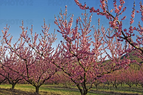 Apricot trees in bloom, Vaucluse