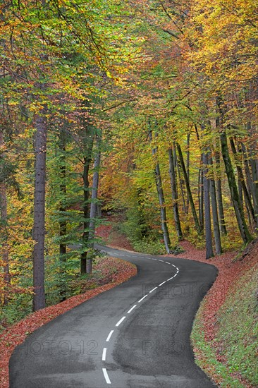 Route avec virage dans forêt en automne, Haute-Savoie