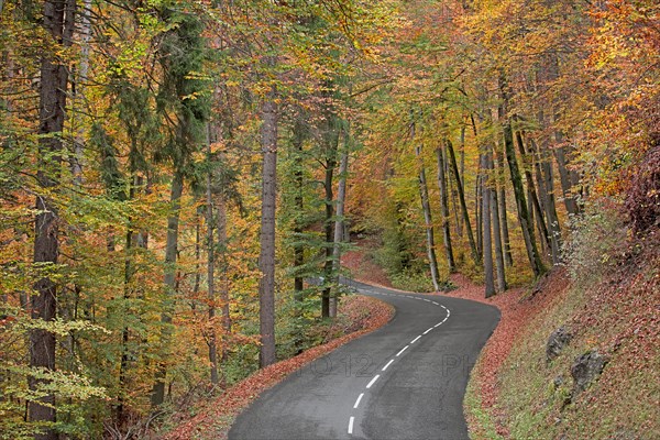 Road with turn in forest in autumn, Haute-Savoie