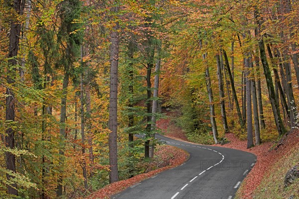 Route avec virage dans forêt en automne, Haute-Savoie