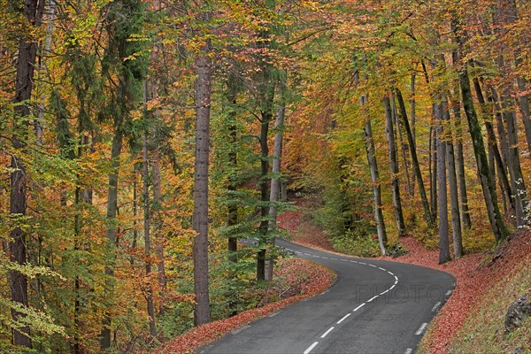 Road with turn in forest in autumn, Haute-Savoie