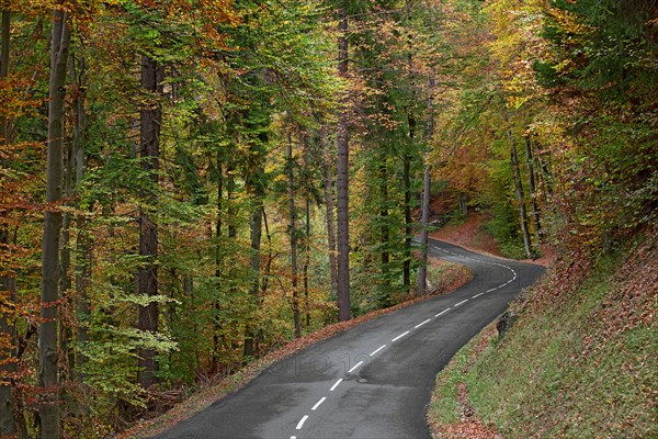 Route avec virage dans forêt en automne, Haute-Savoie