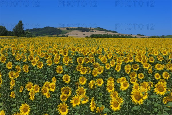 Sunflower field, Puy-de-Dôme