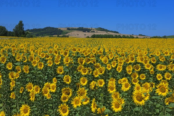 Champ de Tournesols, Puy-de-Dôme