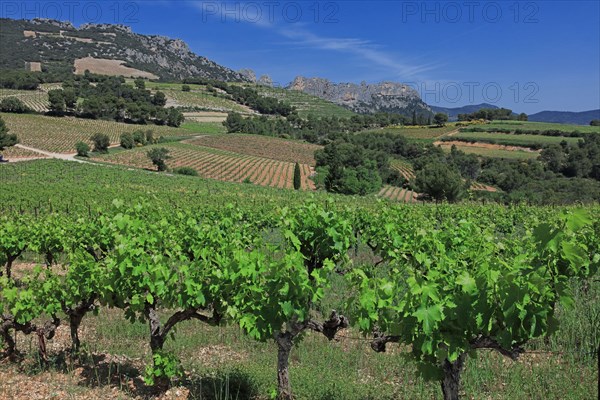 Gigondas, les Dentelles de Montmirail, Vaucluse