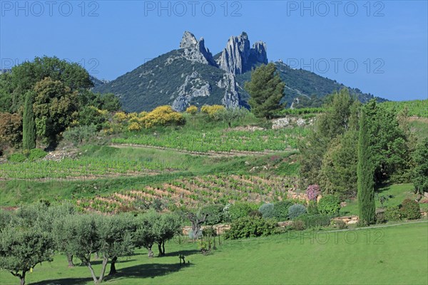 Gigondas, les Dentelles de Montmirail, Vaucluse