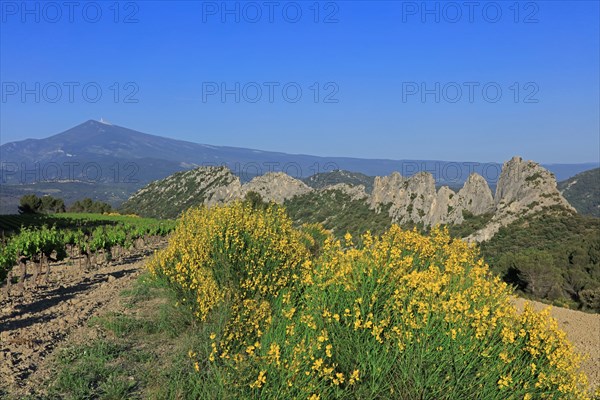 Gigondas, les Dentelles de Montmirail, Vaucluse