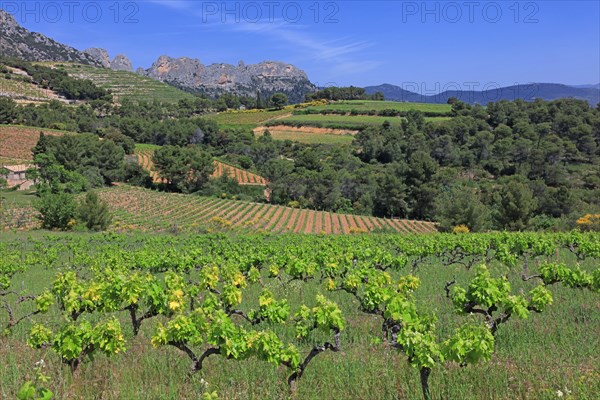 Gigondas, les Dentelles de Montmirail, Vaucluse