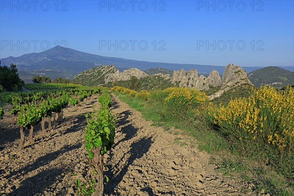 Gigondas, les Dentelles de Montmirail, Vaucluse